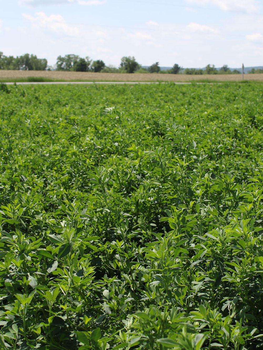 NEXGROW 6517R.ST